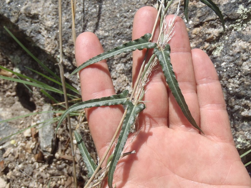 Wavyleaf Twinevine photo 2