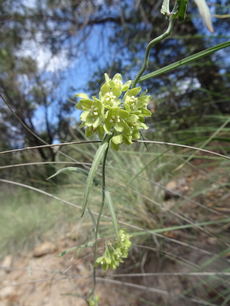 Wavyleaf Twinevine photo 3
