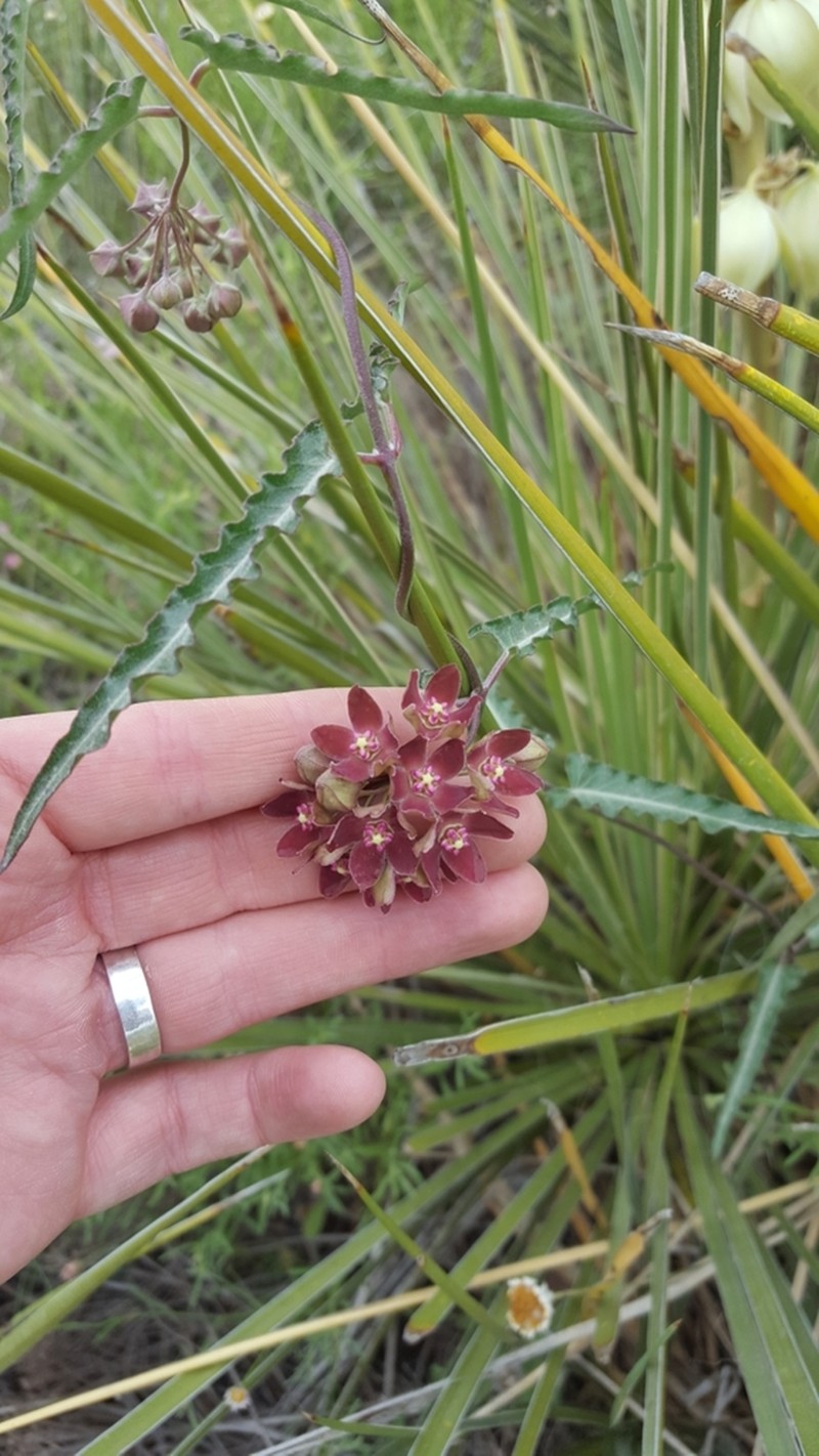 Wavyleaf Twinevine photo 4