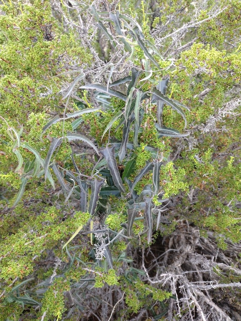 Wavyleaf Twinevine photo 5