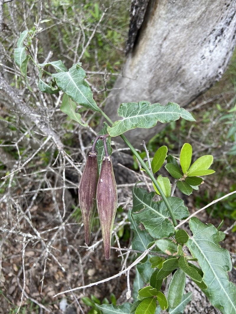 Wavyleaf Twinevine photo 6
