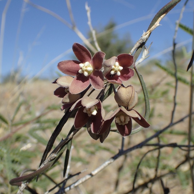 Wavyleaf Twinevine photo 7