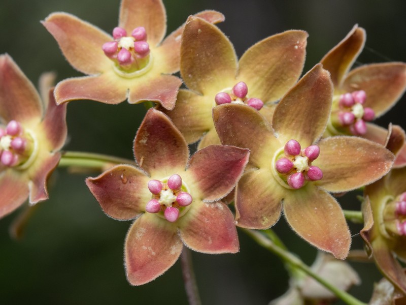 Wavyleaf Twinevine photo 8