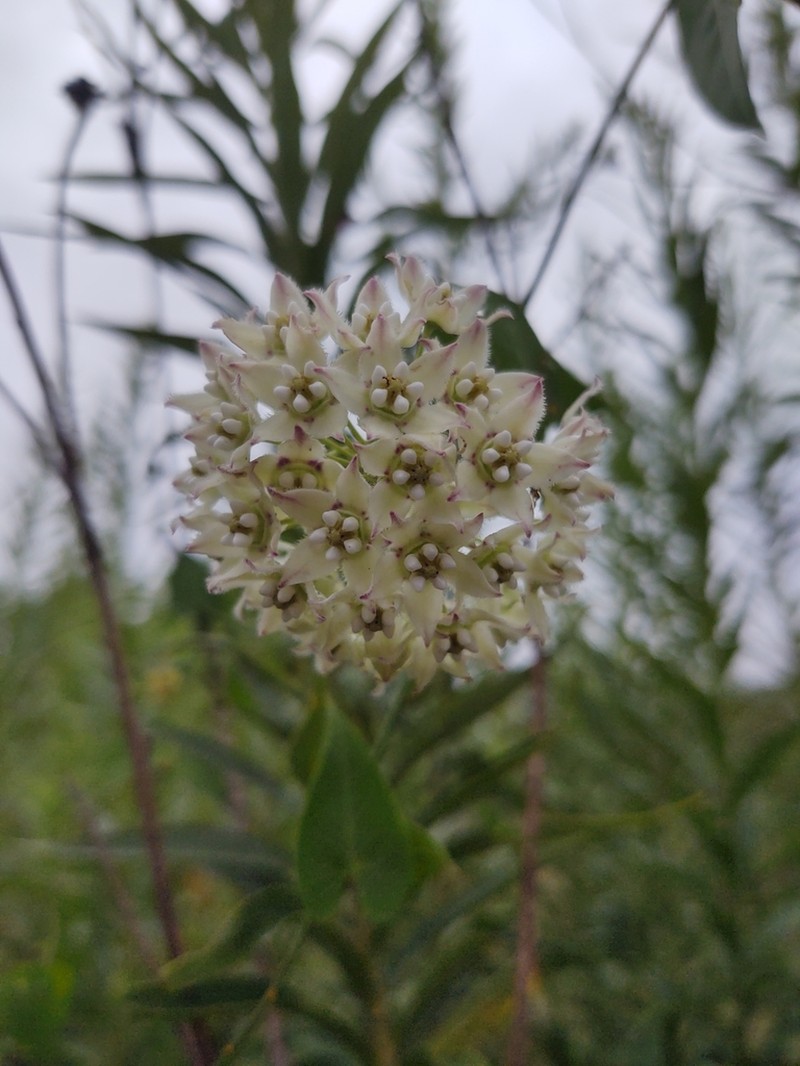 Fringed Twinevine