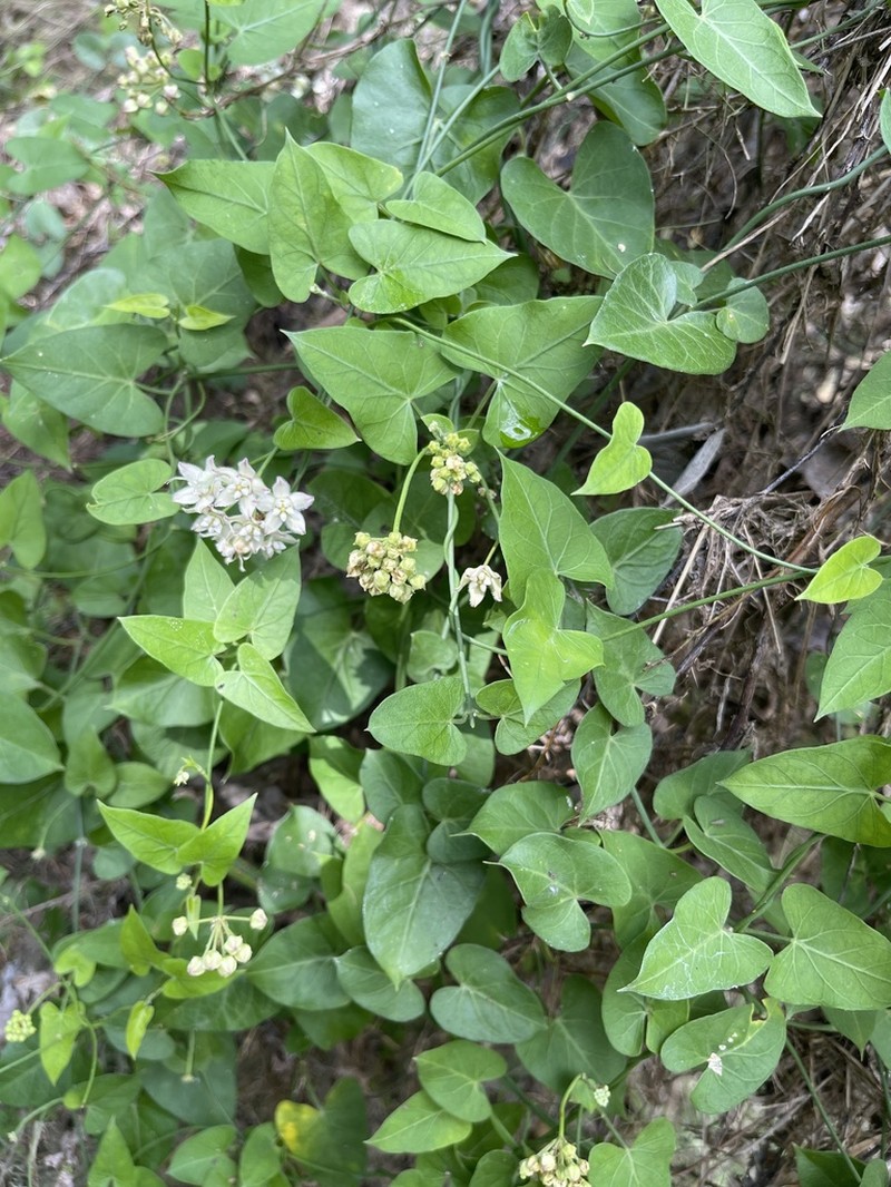 Fringed Twinevine photo 3