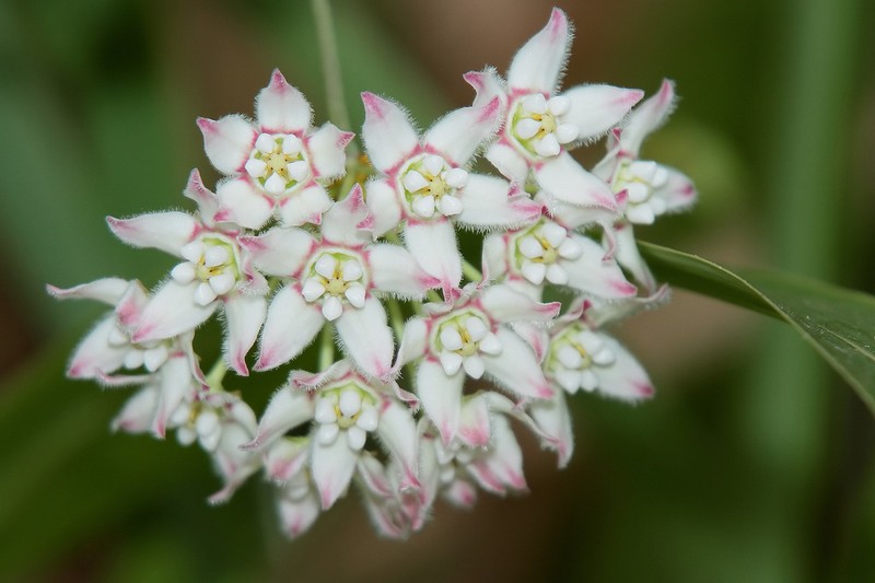 Fringed Twinevine photo 6
