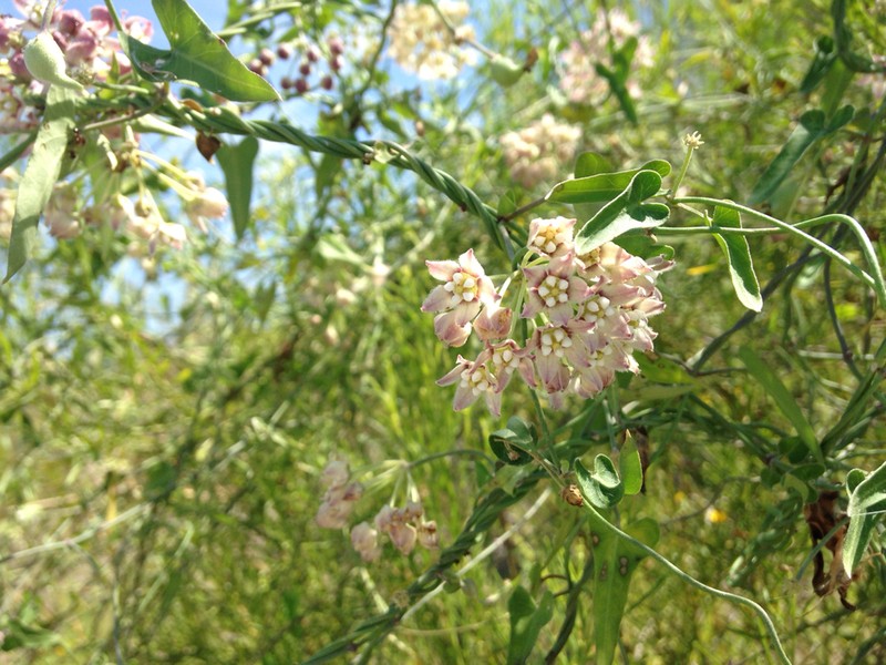 Fringed Twinevine photo 8