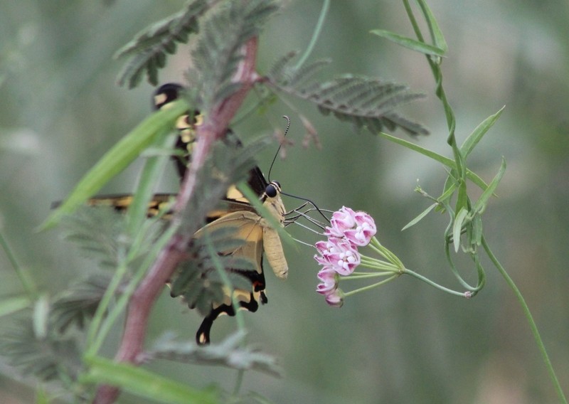 Funastrum heterophyllum