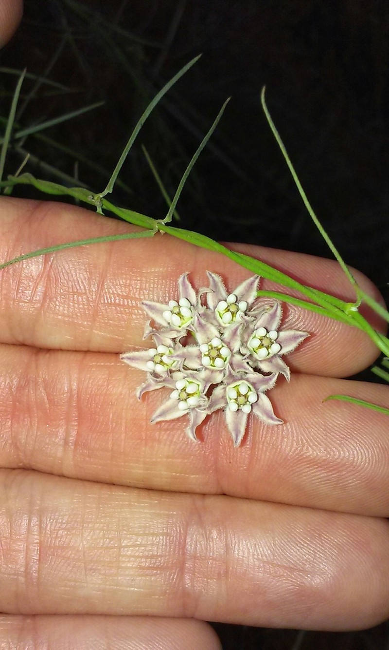 Funastrum heterophyllum photo 2
