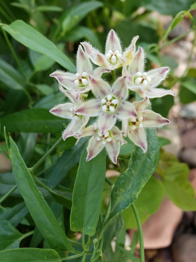 Funastrum heterophyllum photo 3