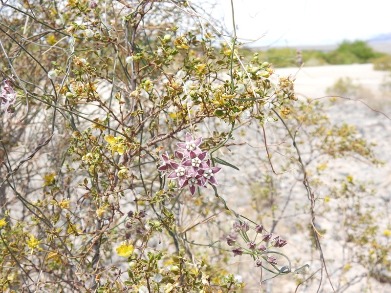 Funastrum heterophyllum photo 4