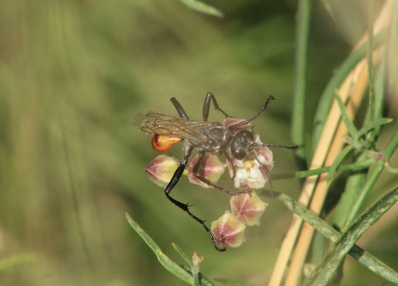 Funastrum heterophyllum photo 6