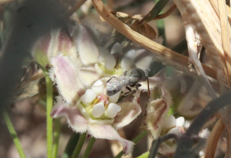 Funastrum heterophyllum photo 7