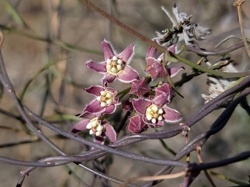 Funastrum heterophyllum photo 8