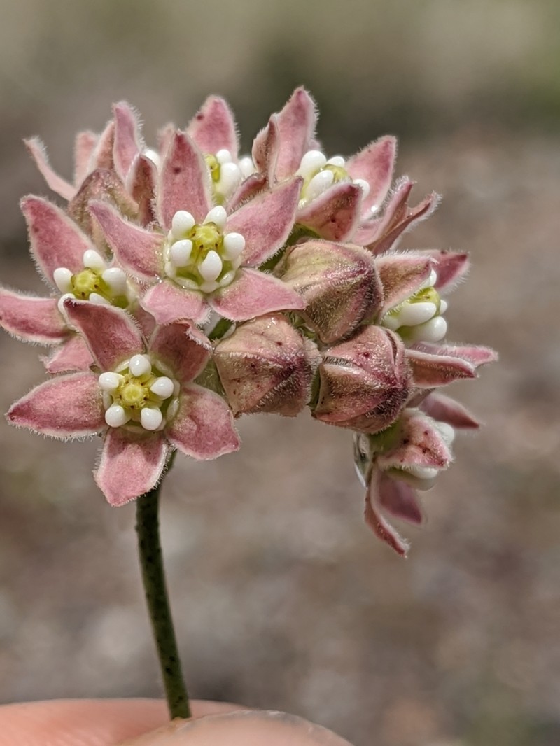 Hairy Milkweed