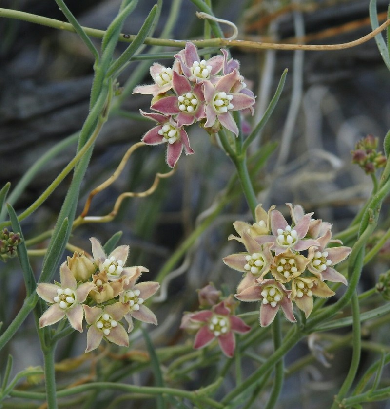 Hairy Milkweed photo 2