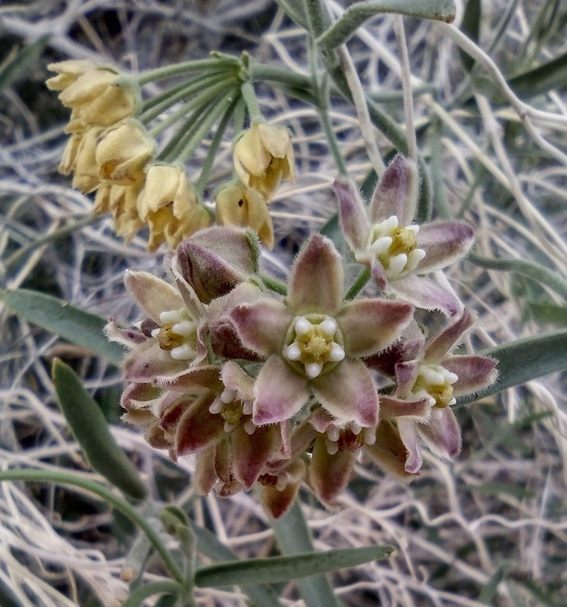 Hairy Milkweed photo 3