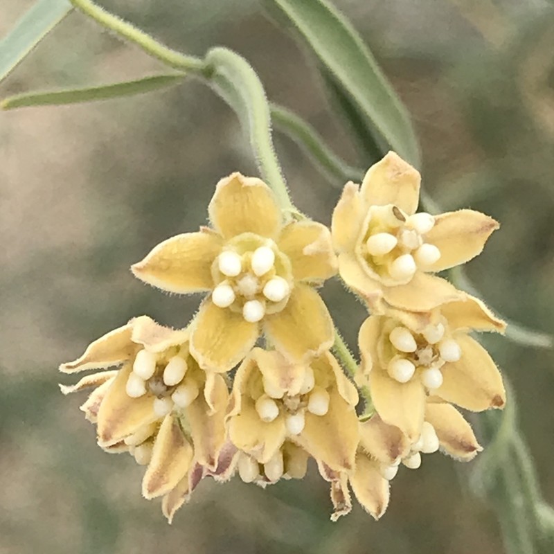 Hairy Milkweed photo 4