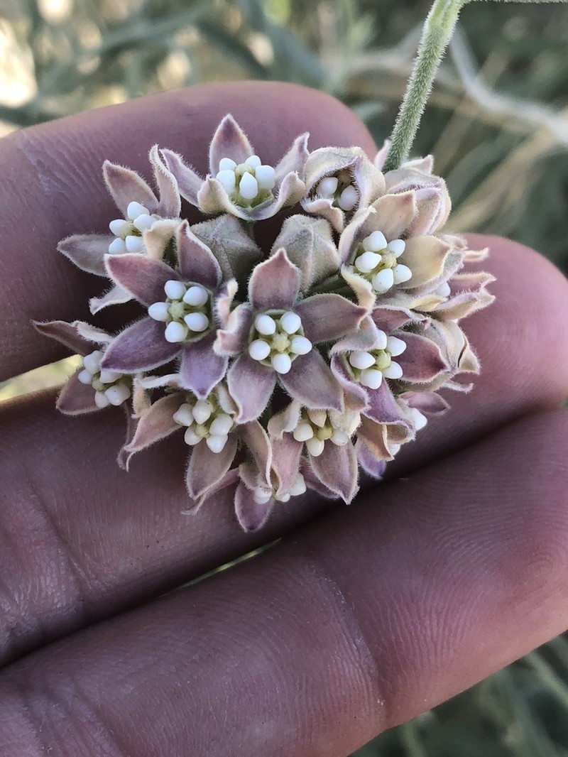 Hairy Milkweed photo 5