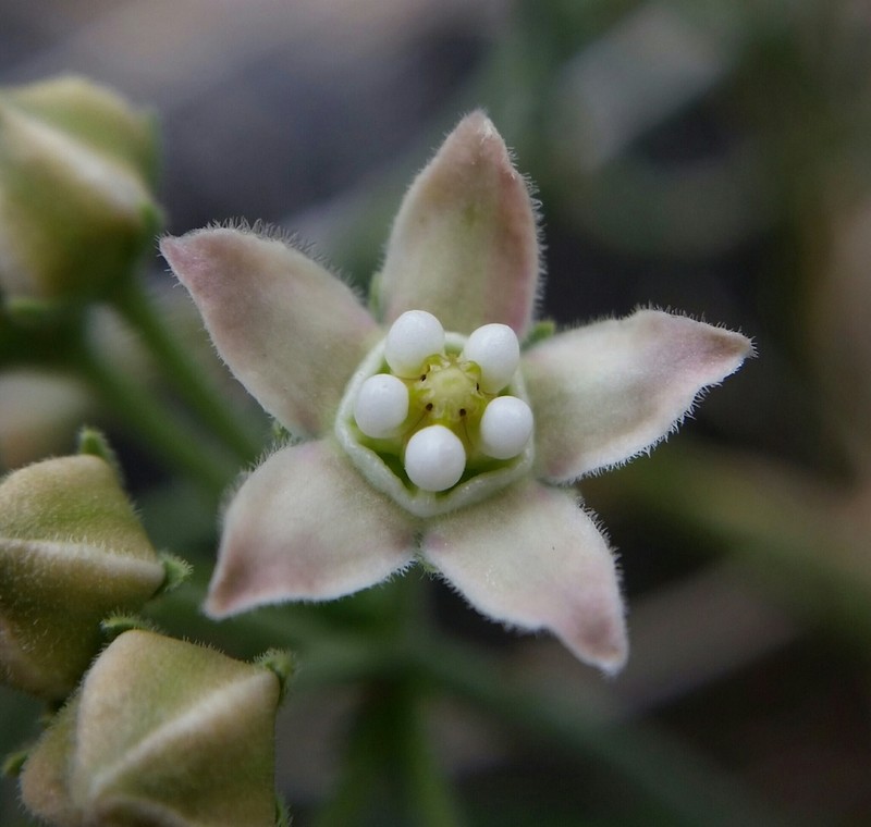 Hairy Milkweed photo 6