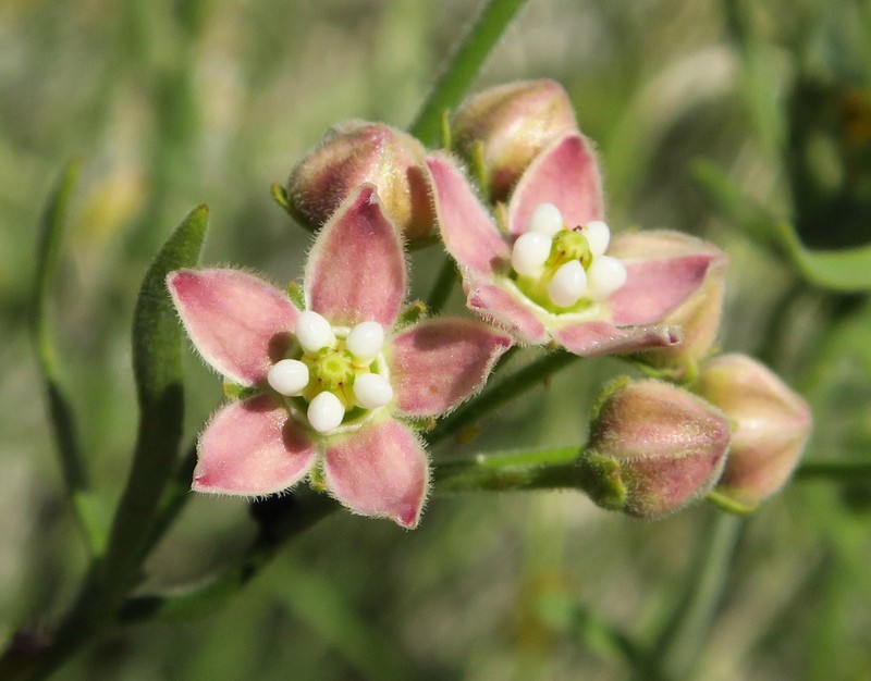 Hairy Milkweed photo 7
