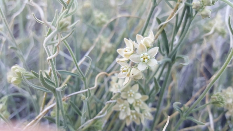 Hairy Milkweed photo 8