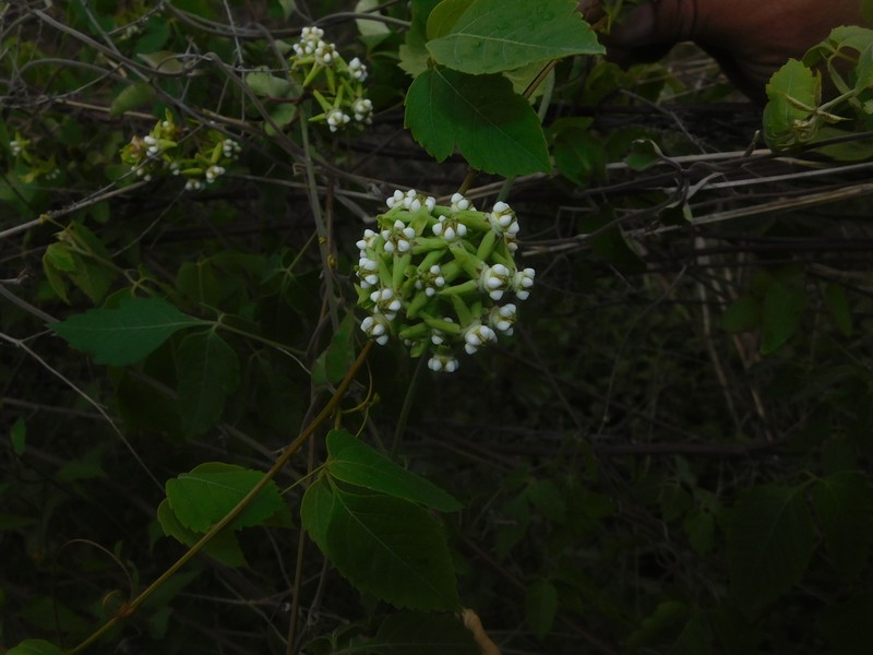 Funastrum saganii photo 2