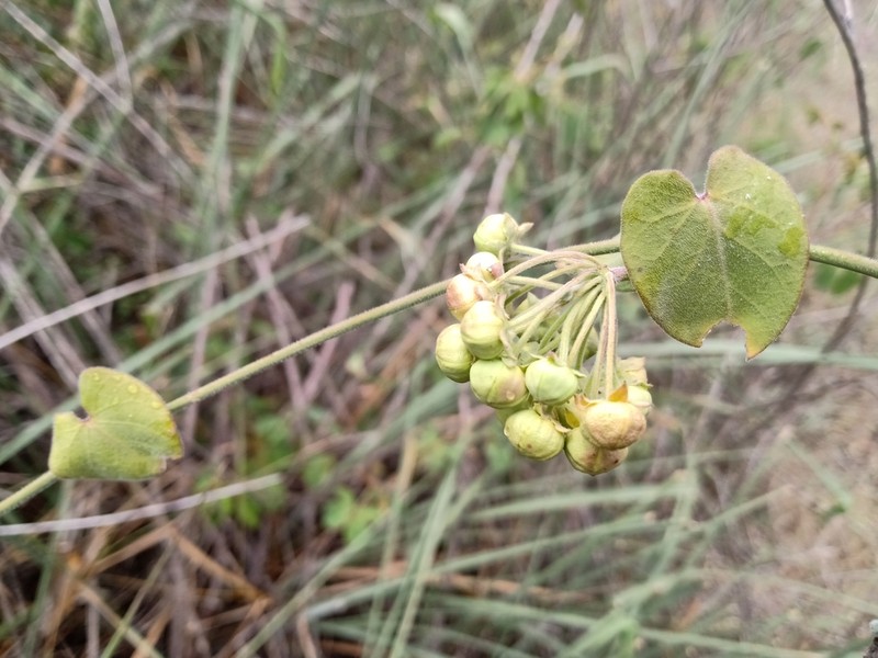 Funastrum saganii photo 3