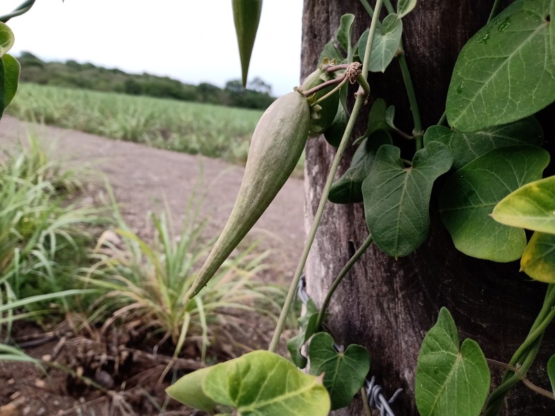 Funastrum saganii photo 5