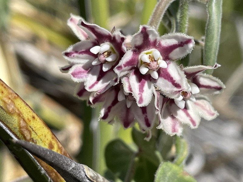 Soft Twinevine photo 2