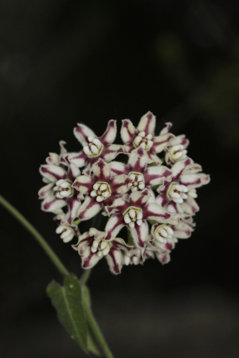 Soft Twinevine photo 4