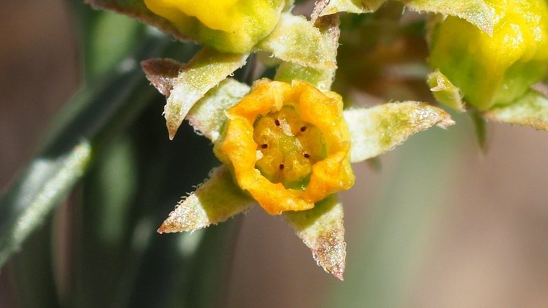Utah Swallow-Wort