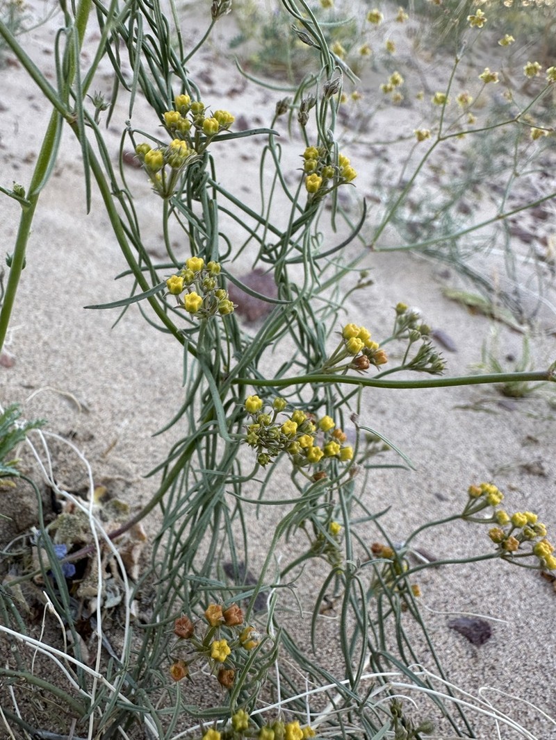 Utah Swallow-Wort photo 2