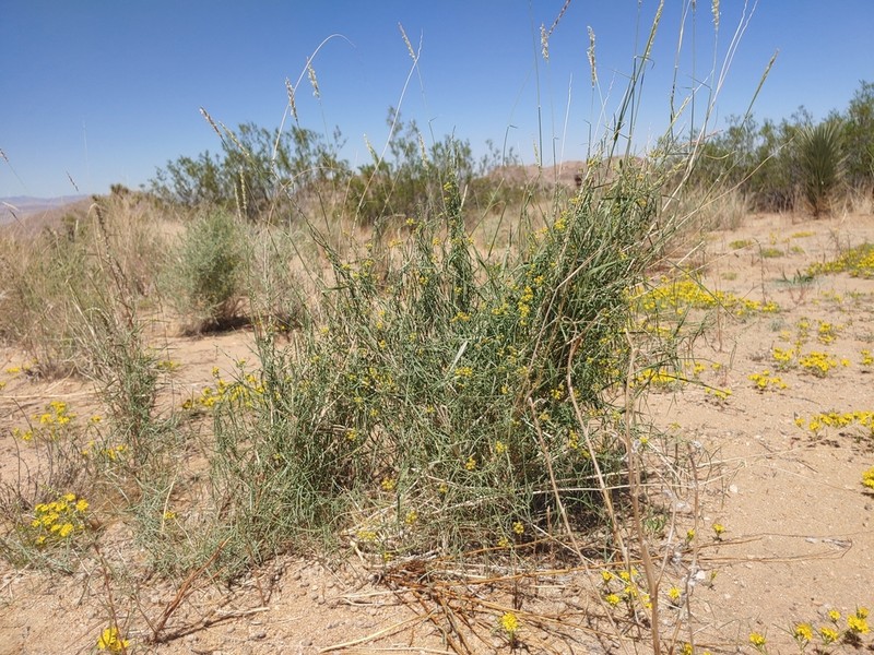Utah Swallow-Wort photo 4