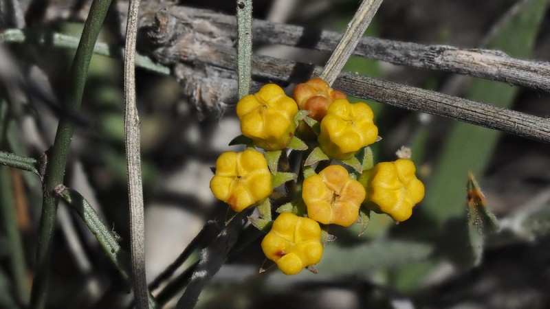 Utah Swallow-Wort photo 5