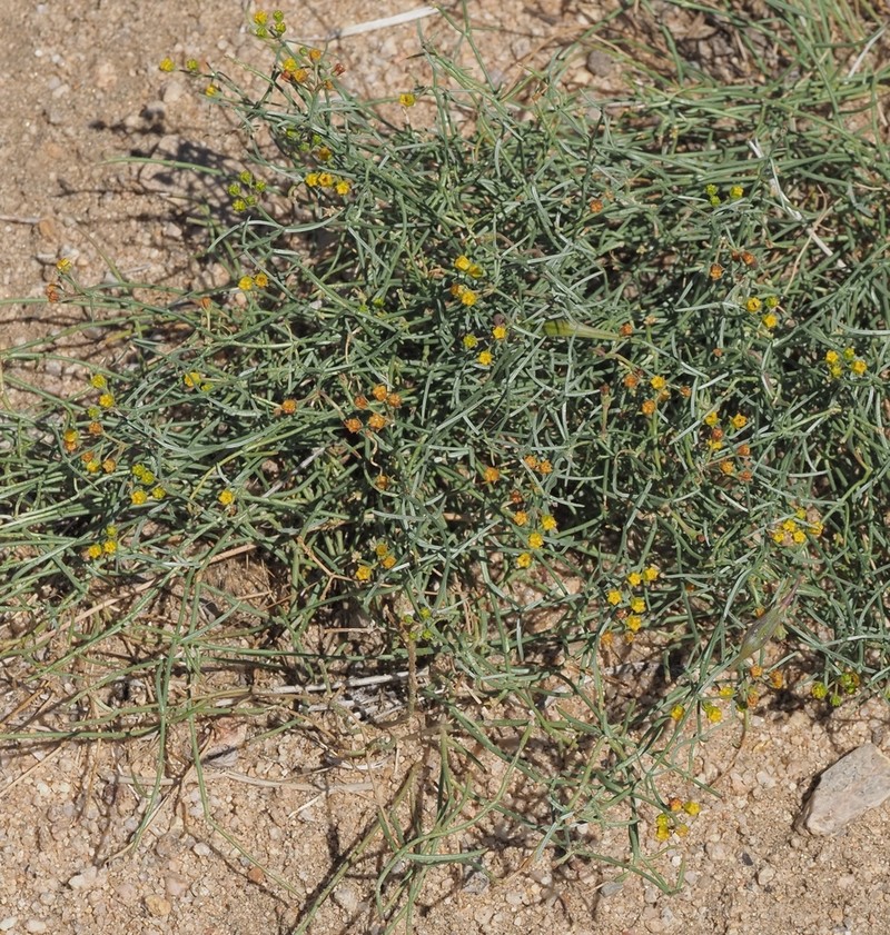 Utah Swallow-Wort photo 6