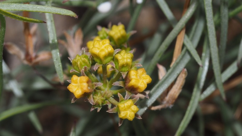 Utah Swallow-Wort photo 7