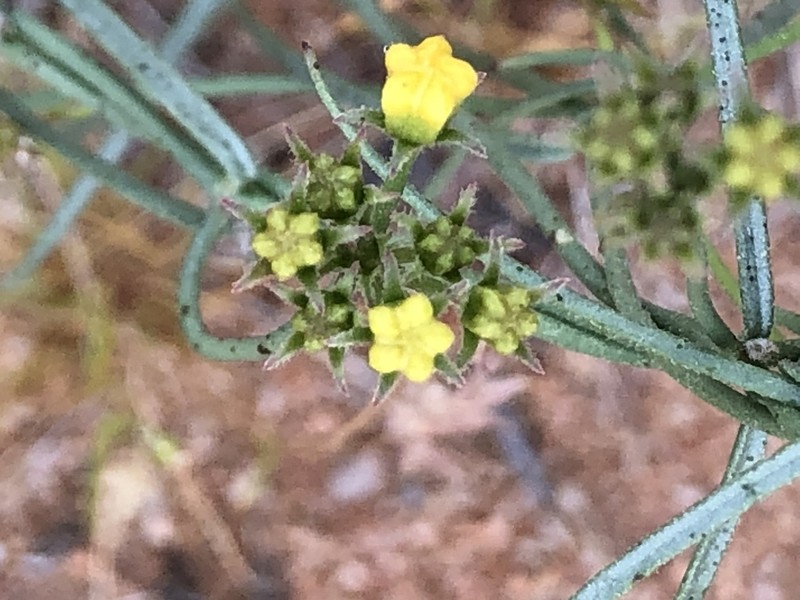 Utah Swallow-Wort photo 8