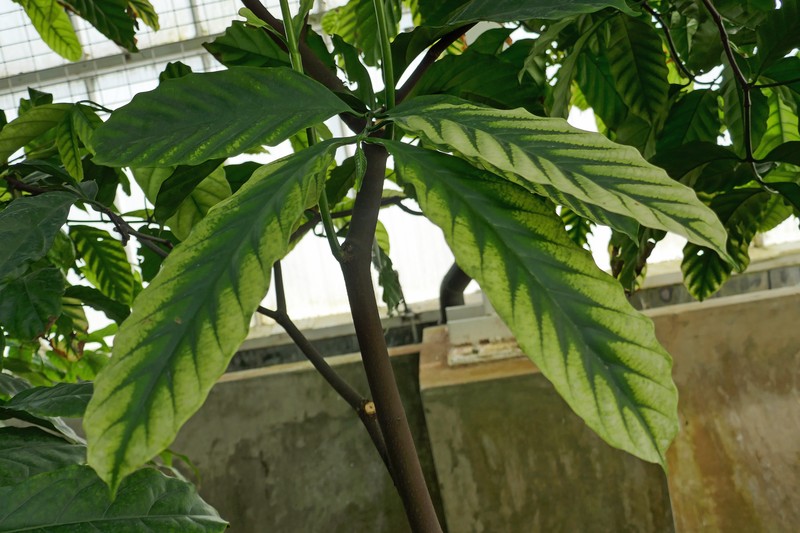 Silkrubber photo 3