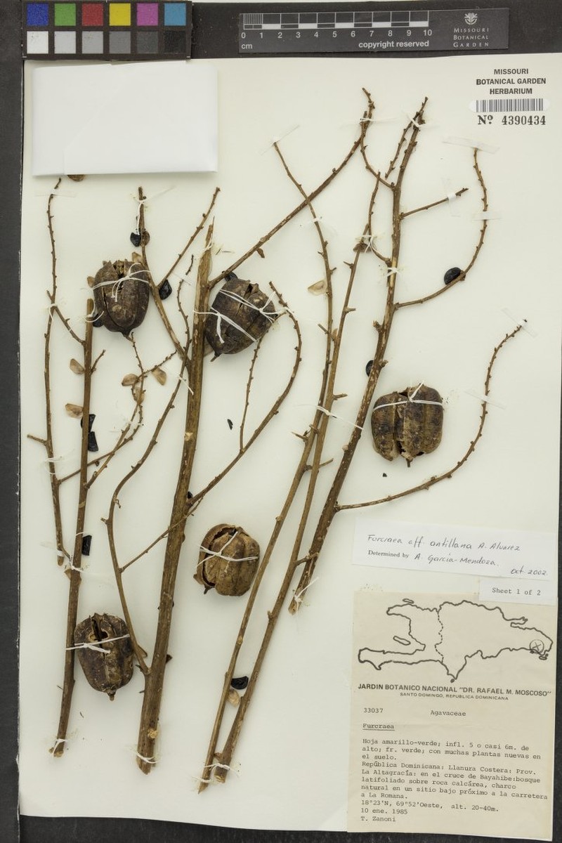 Antillean Furcraea