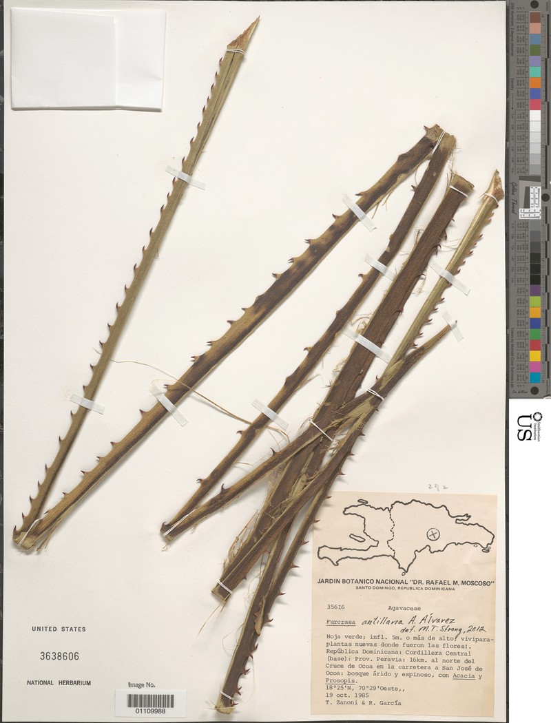 Antillean Furcraea photo 2