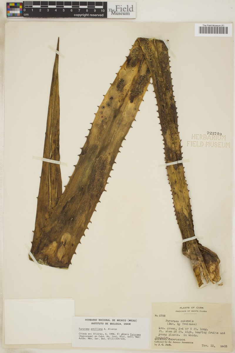 Antillean Furcraea photo 3