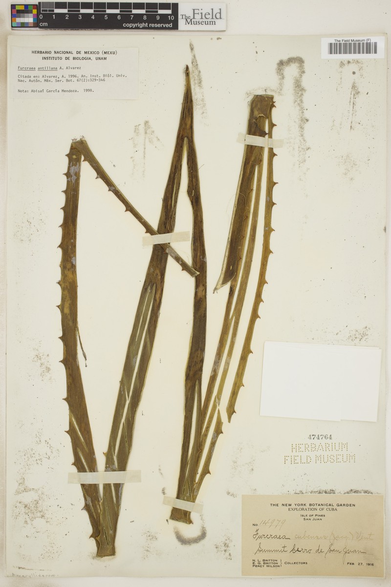 Antillean Furcraea photo 4
