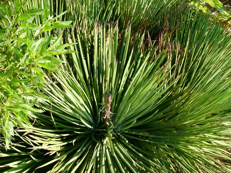 Wild Sisal