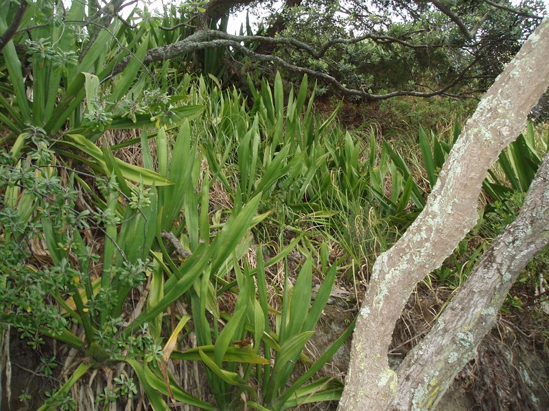 Wild Sisal