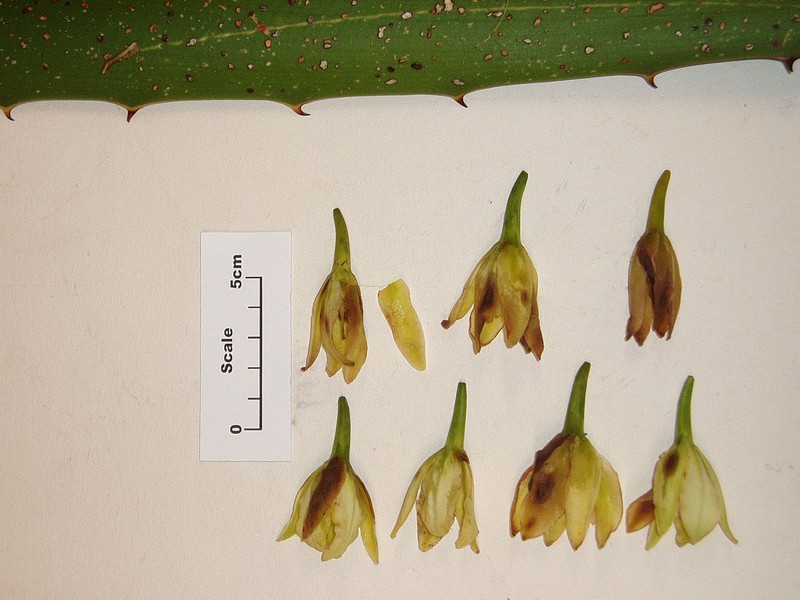 Wild Sisal photo 2