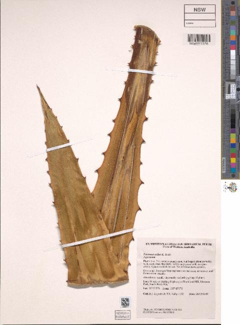 Wild Sisal photo 3