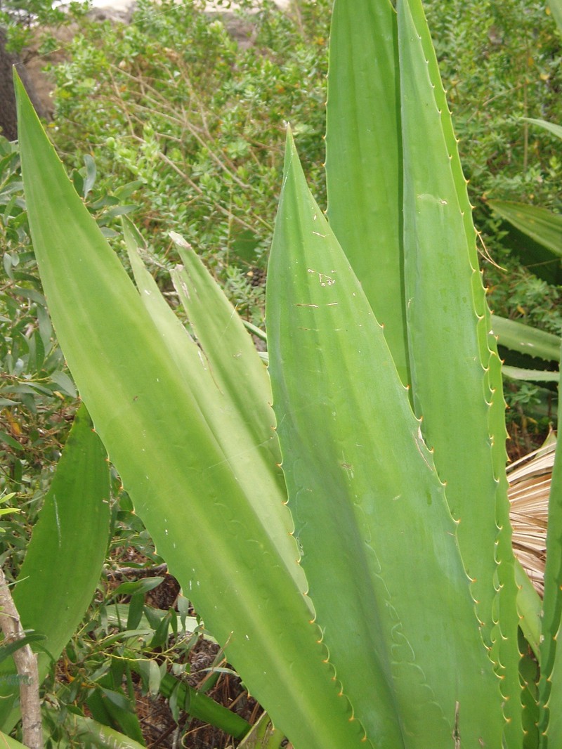 Wild Sisal photo 4