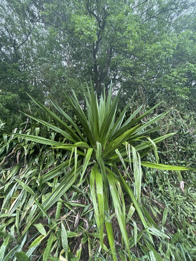 Female Karata