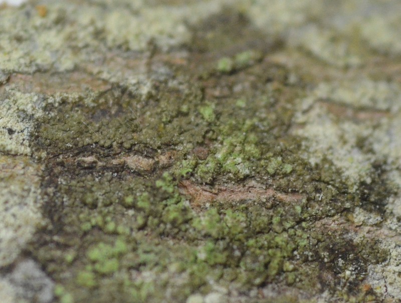 Fuscidea arboricola